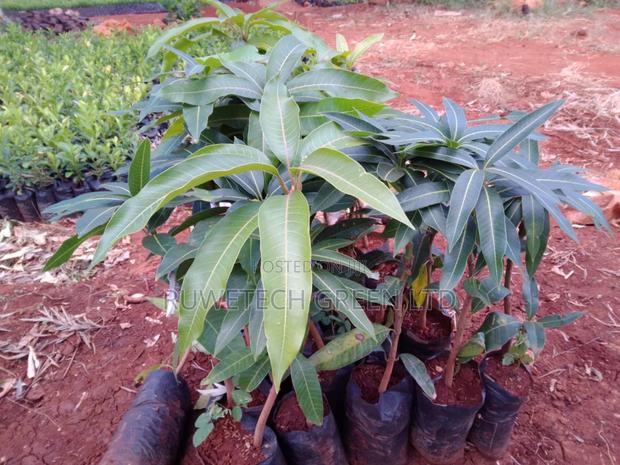 F1 Tommy Artkin Mango - thumbnail 2