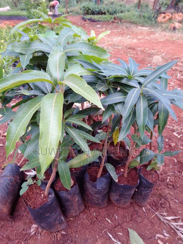 F1 Tommy Artkin Mango - thumbnail 3