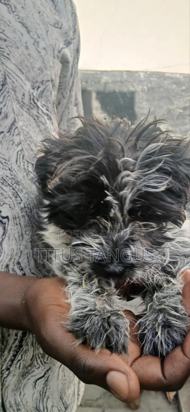 1-3 months Male Purebred Poodle