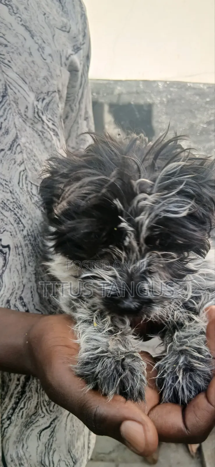 1-3 months Male Purebred Poodle