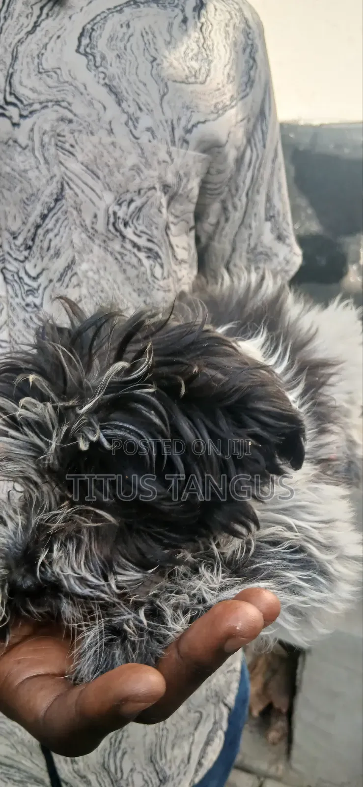 1-3 months Male Purebred Poodle