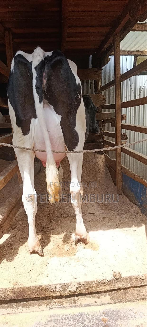 Freshian Hostlien - main view