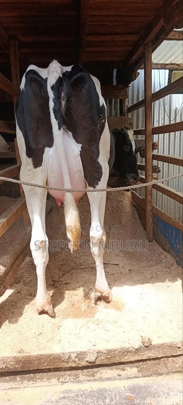 Freshian Hostlien - thumbnail 2