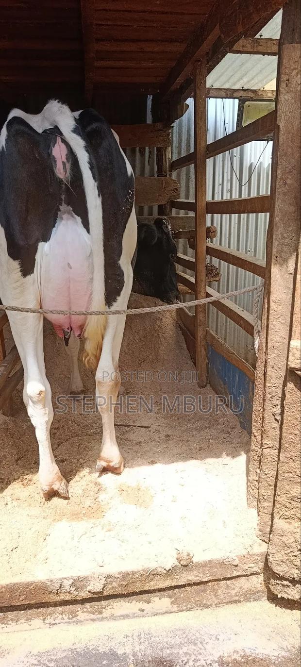 Freshian Hostlien - thumbnail 3