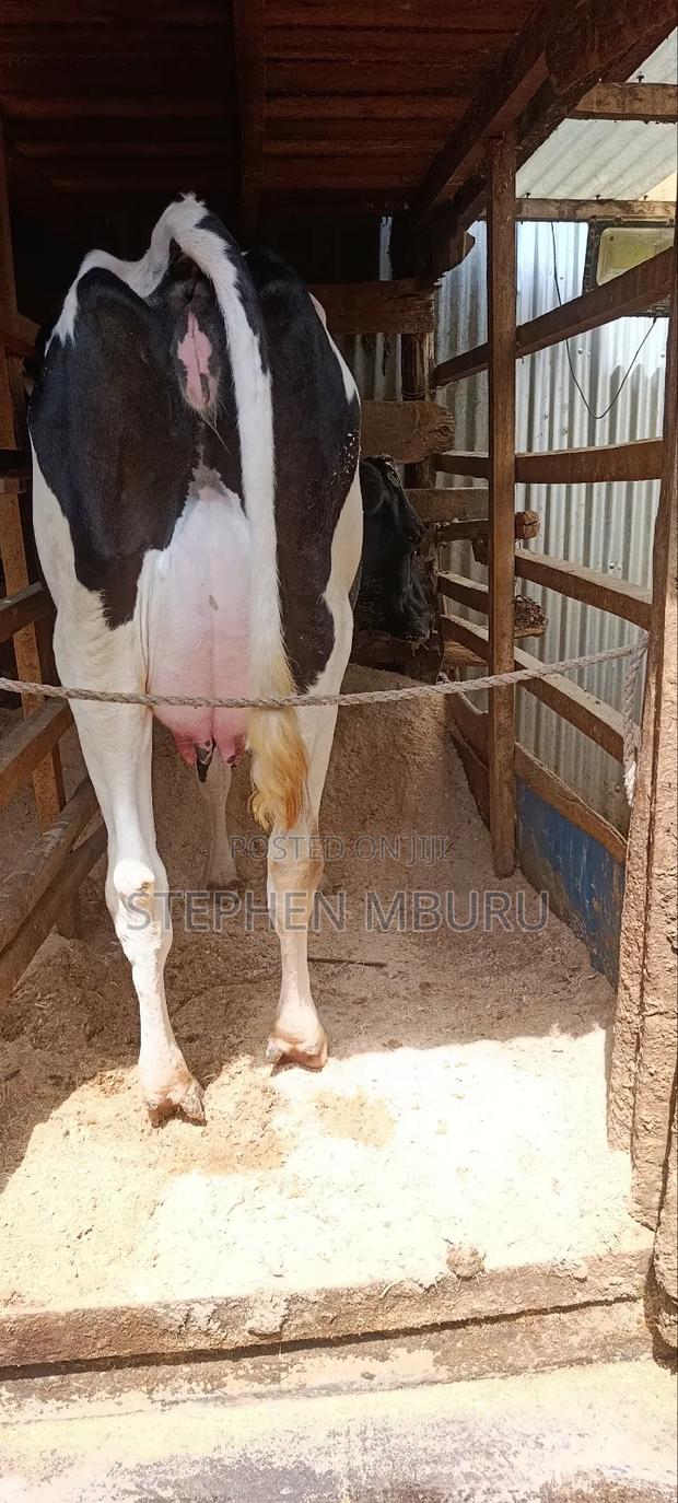 Freshian Hostlien - thumbnail 4