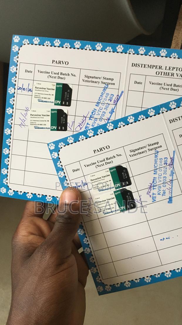 1-3 months Female Purebred German Shepherd - thumbnail 7