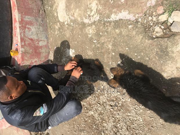 1-3 months Female Purebred German Shepherd - thumbnail 8