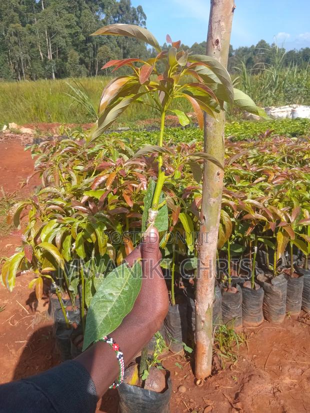 Avocado Hass Seedlings - main view