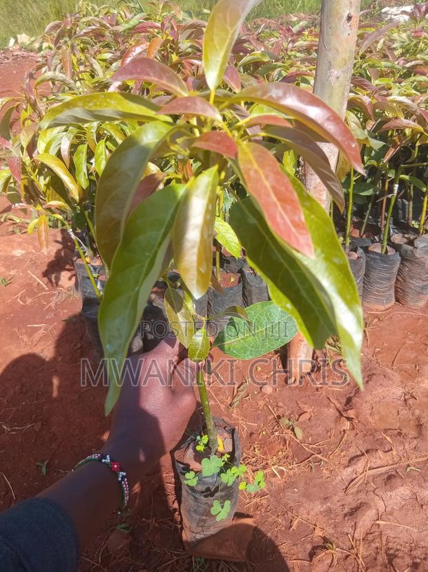 Avocado Hass Seedlings - thumbnail 2