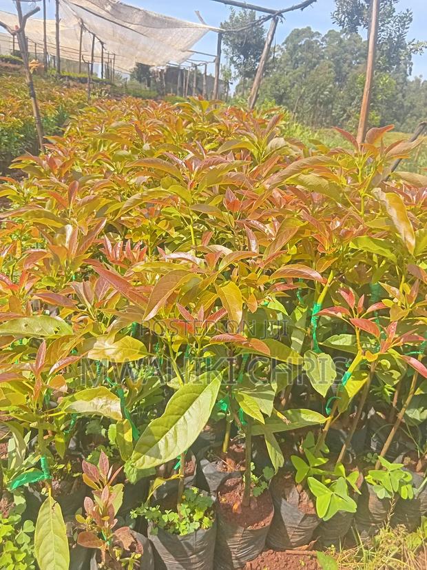 Avocado Hass Seedlings - thumbnail 3