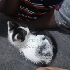 3-6 months Female Mixed Breed Persian - thumbnail 2