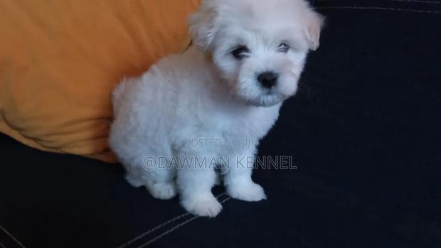 1-3 months Male Purebred Maltese - main view