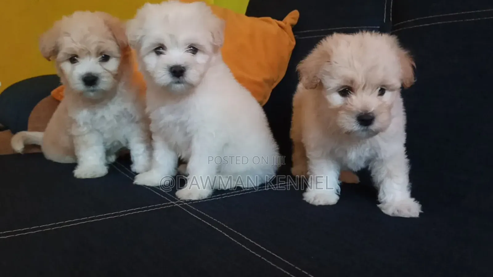 1-3 months Male Purebred Havanese
