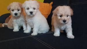 1-3 months Male Purebred Havanese - thumbnail 2