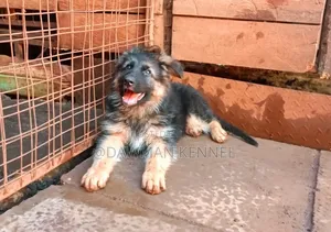 1-3 months Male Purebred German Shepherd