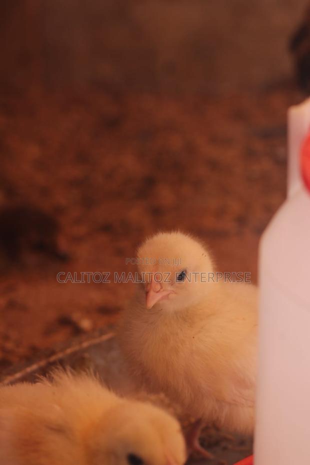 White Leghorn Chicks - main view