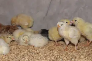 White Leghorn Chicks