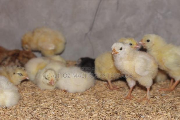 White Leghorn Chicks - thumbnail 3