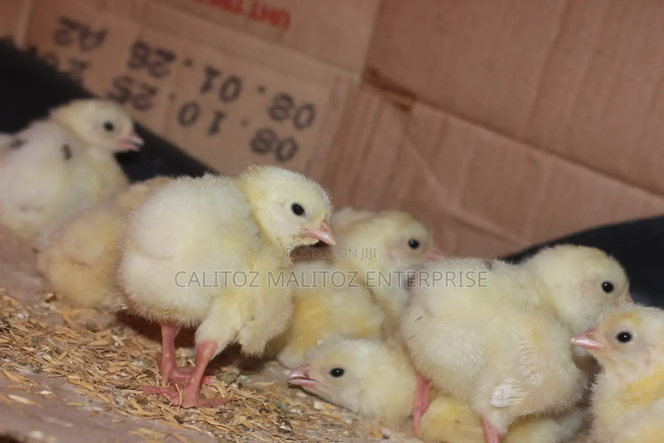 White Leghorn Chicks