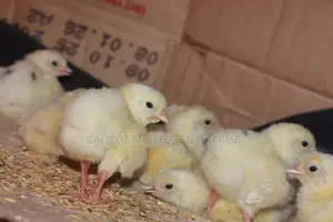 White Leghorn Chicks