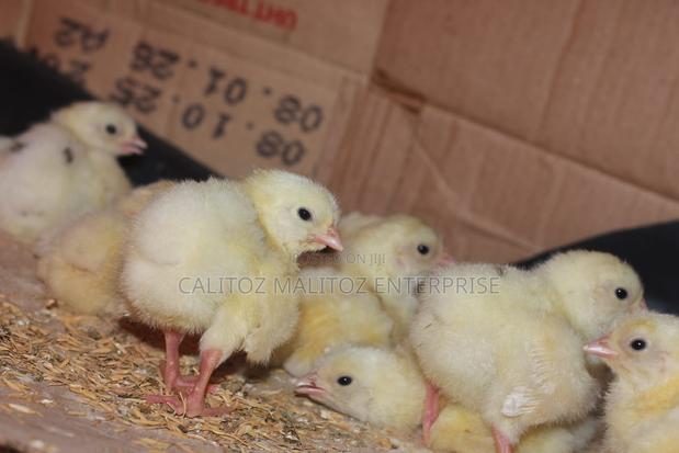 White Leghorn Chicks - thumbnail 4