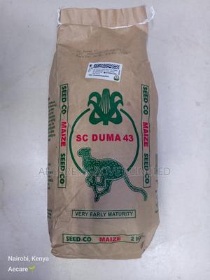 Duma 43 Maize Seeds 2kgs - thumbnail 2