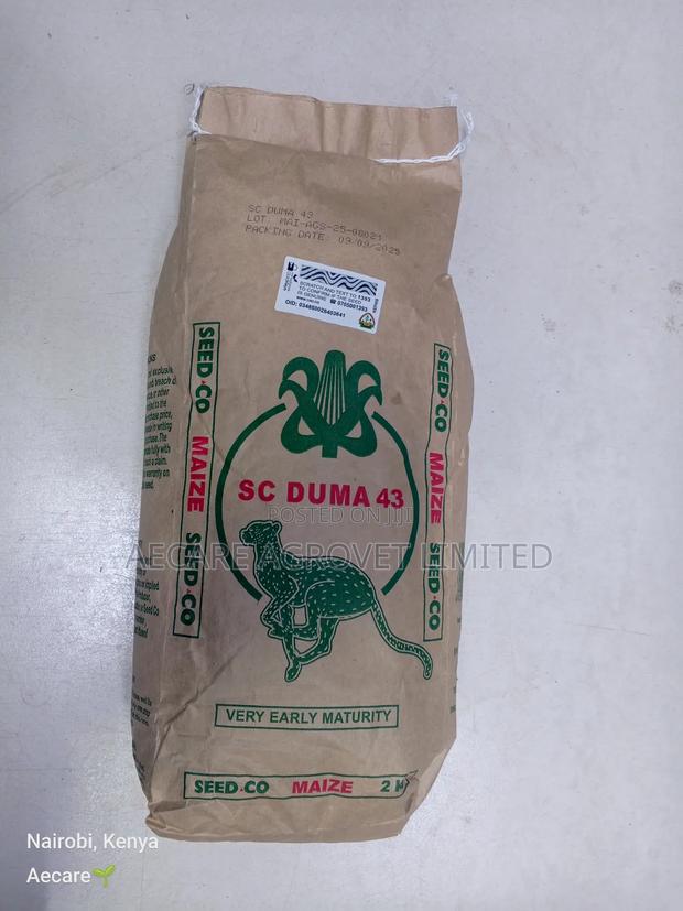 Duma 43 Maize Seeds 2kgs - thumbnail 6