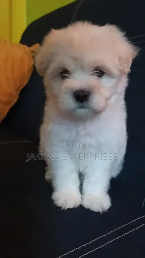 1-3 months Male Purebred Havanese