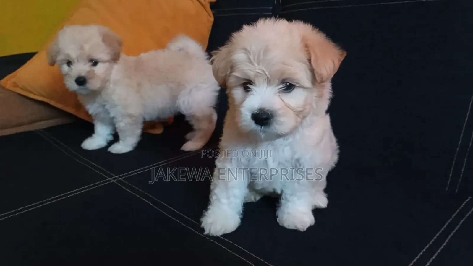1-3 months Female Purebred Havanese