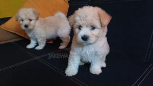 1-3 months Female Purebred Havanese - thumbnail 2