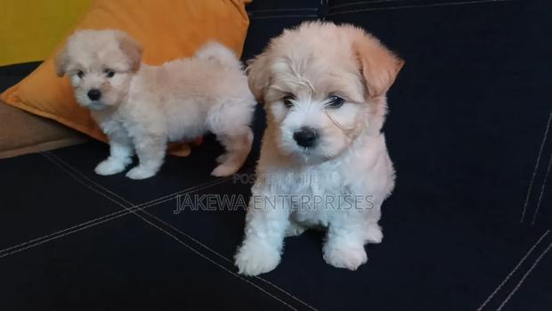 1-3 months Female Purebred Havanese - main view