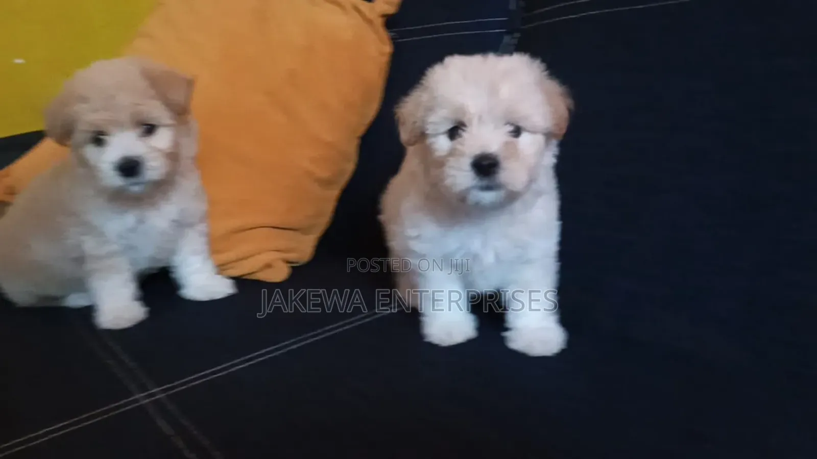 1-3 months Male Purebred Havanese