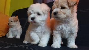 1-3 months Female Purebred Havanese - thumbnail 2