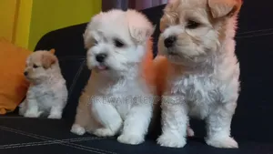 1-3 months Female Purebred Havanese