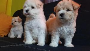 1-3 months Male Purebred Havanese - main view