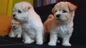 1-3 months Female Purebred Havanese