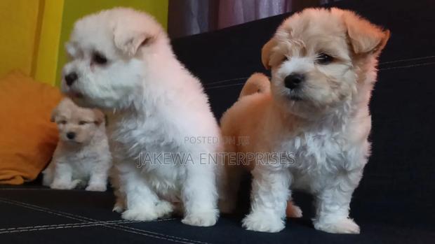 1-3 months Female Purebred Havanese