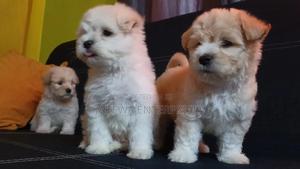 1-3 months Male Purebred Havanese - thumbnail 2
