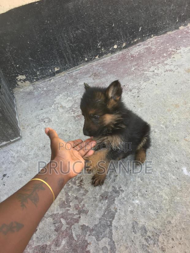 1-3 months Female Purebred German Shepherd - thumbnail 3