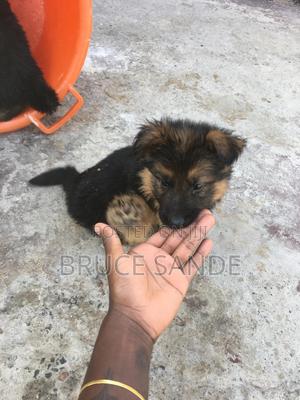 1-3 months Female Purebred German Shepherd - thumbnail 2
