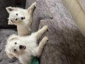 1+ year Female Purebred Maltese - thumbnail 2