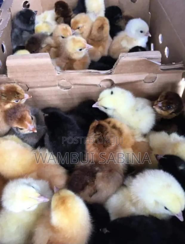 Improved Kienyeji Chicks Available - main view
