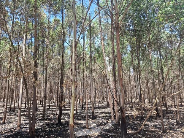 Olkalou Kariamu Prime 271 Acres With Mature Eucalyptus Trees