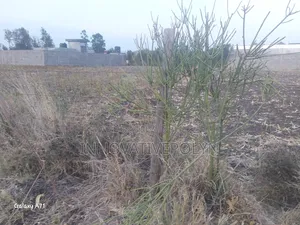 Plot for Sale in Ruai
