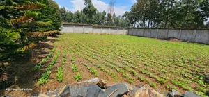 Commercial C1⁄4 Plot With Perimetre Wall for Sale Annex