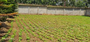 Commercial C1⁄4 Plot With Perimetre Wall for Sale Annex