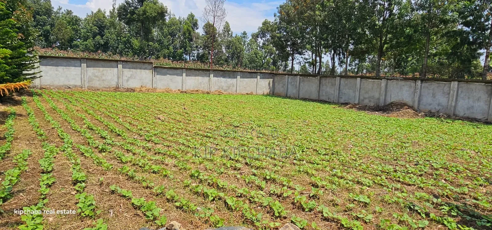 Commercial C1⁄4 Plot With Perimetre Wall for Sale Annex