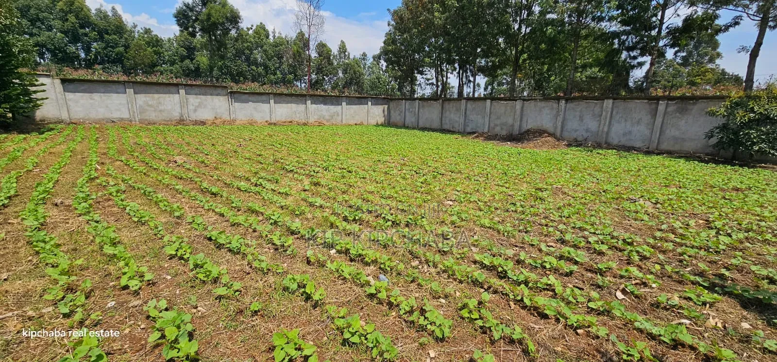 Commercial C1⁄4 Plot With Perimetre Wall for Sale Annex