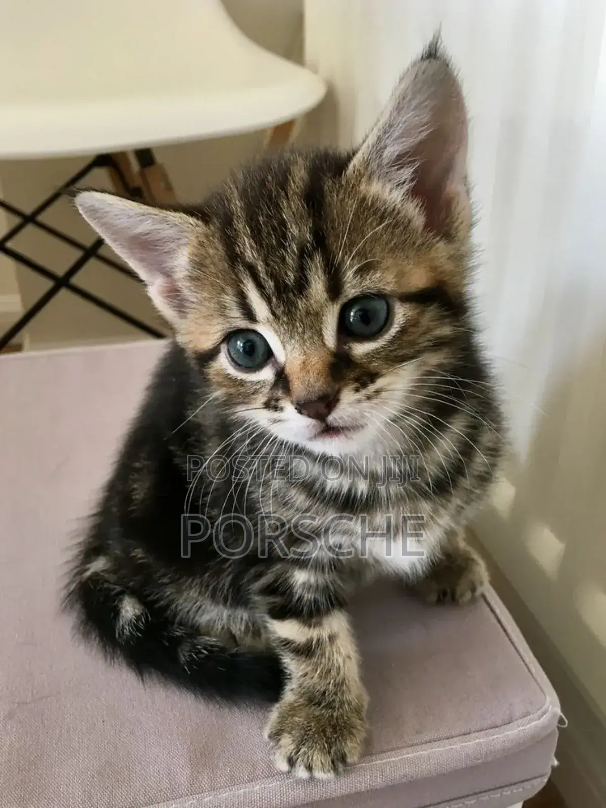 1-3 months Male Mixed Breed Persian