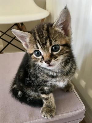 1-3 months Male Mixed Breed Persian - thumbnail 2